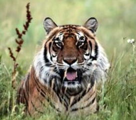 本命虎為啥身體不太好,為什麼本命年運氣不好呢?