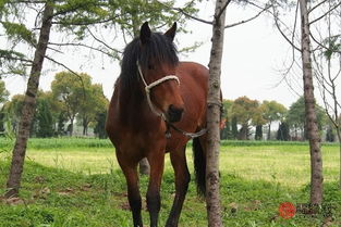 屬相馬和馬相配嗎,馬和馬相配婚姻如何