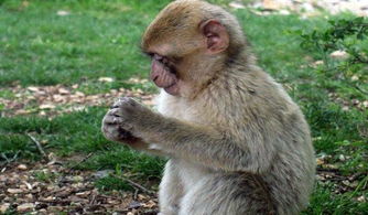 屬相龍和猴相配嗎,屬猴的和屬龍的能配嗎?