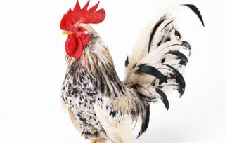 馬和雞屬相合財運亨通,屬雞的和屬馬的合財嗎