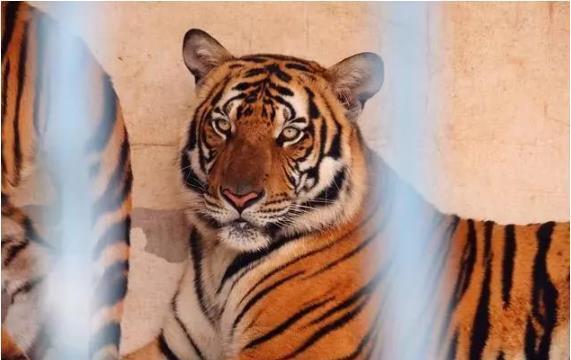 婚姻屬相配對查詢屬虎,屬虎的和什麼屬相最配,屬虎的屬相婚配表大全