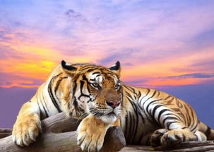 屬相虎與豬吉凶各半,男屬豬女屬虎相配嗎?