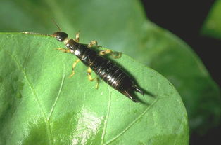 本命夢見蟈蟈表什麼預兆,突然夢到家人離世預示著什麼