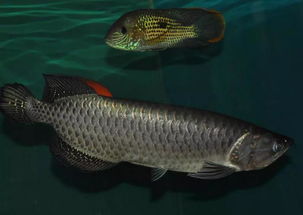 魚為什麼養三條,為何養三條以上的金魚就要分開養?