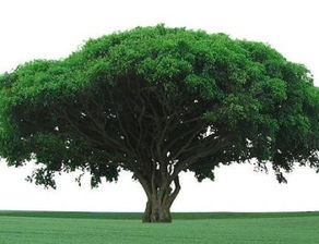 皂角樹的風水禁忌,房子左邊有棵皂角好嗎?