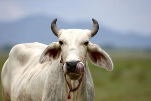 屬牛的佩戴什麼屬相好,屬牛佩戴什麼屬相好