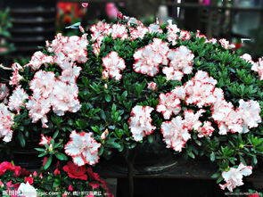 杜鵑花在家裡的風水禁忌,為什麼客廳禁忌擺放杜鵑花