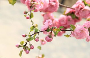女命犯桃花是什麼意思,女人犯桃花運是怎麼回事