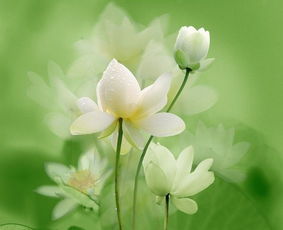 說命紮根在蓮花盆是什麼意思,關於蓮花的詩的賞析