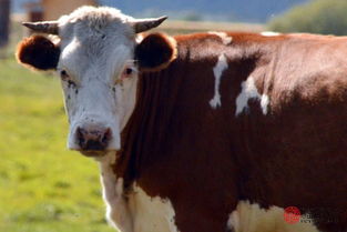 男97屬牛是什麼命,1997年的屬牛命運