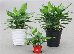 客廳擺萬青風水禁忌,萬年青如何擺放風水最好