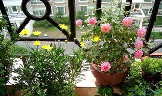 家中養花風水禁忌,家庭養花風水禁忌有哪些呢?