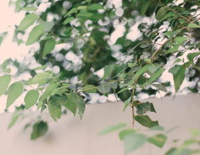 大門口花樹風水禁忌,門前種什麼花風水好