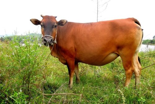 本命屬牛可以戴貔貅嗎,本命年可以佩戴貔貅嗎?搜狗問問