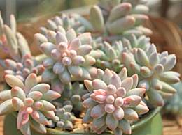 養多肉的風水禁忌,多肉植物種植養殖風水有哪些講究?