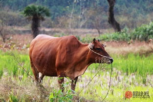2009屬牛的是什麼命人,2009年屬牛的什麼命