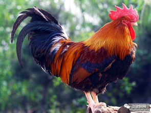 土雞與木鼠的是什麼命,1972年屬鼠是什麼命