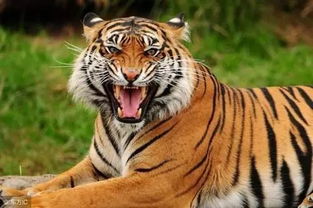 生肖虎1974是什麼命,1974年出生的人是什麼命