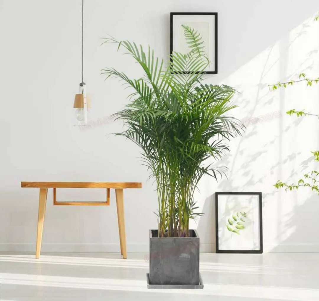 有這十二個跡象，家庭運勢旺上加旺！對照看看家裡有沒有？