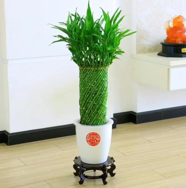 你知道富貴竹怎麼擺放嗎?擺對了招財進寶,擺錯會沖掉富貴竹的“吉利”