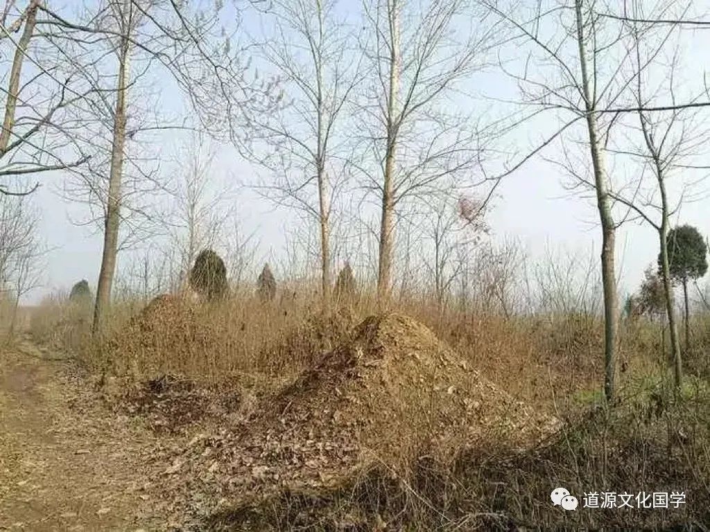 清明節墳墓上長樹和雜草好嗎？