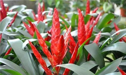 吉祥高貴——鴻運當頭