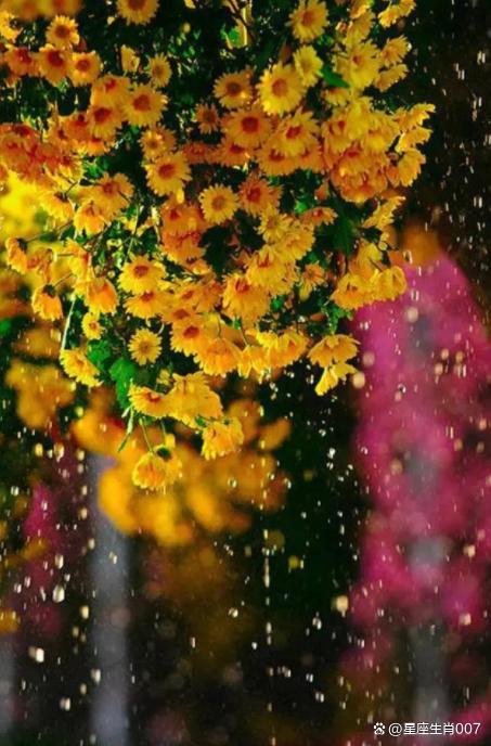 華蓋重重，喜安靜，不合群，懂得知足常樂