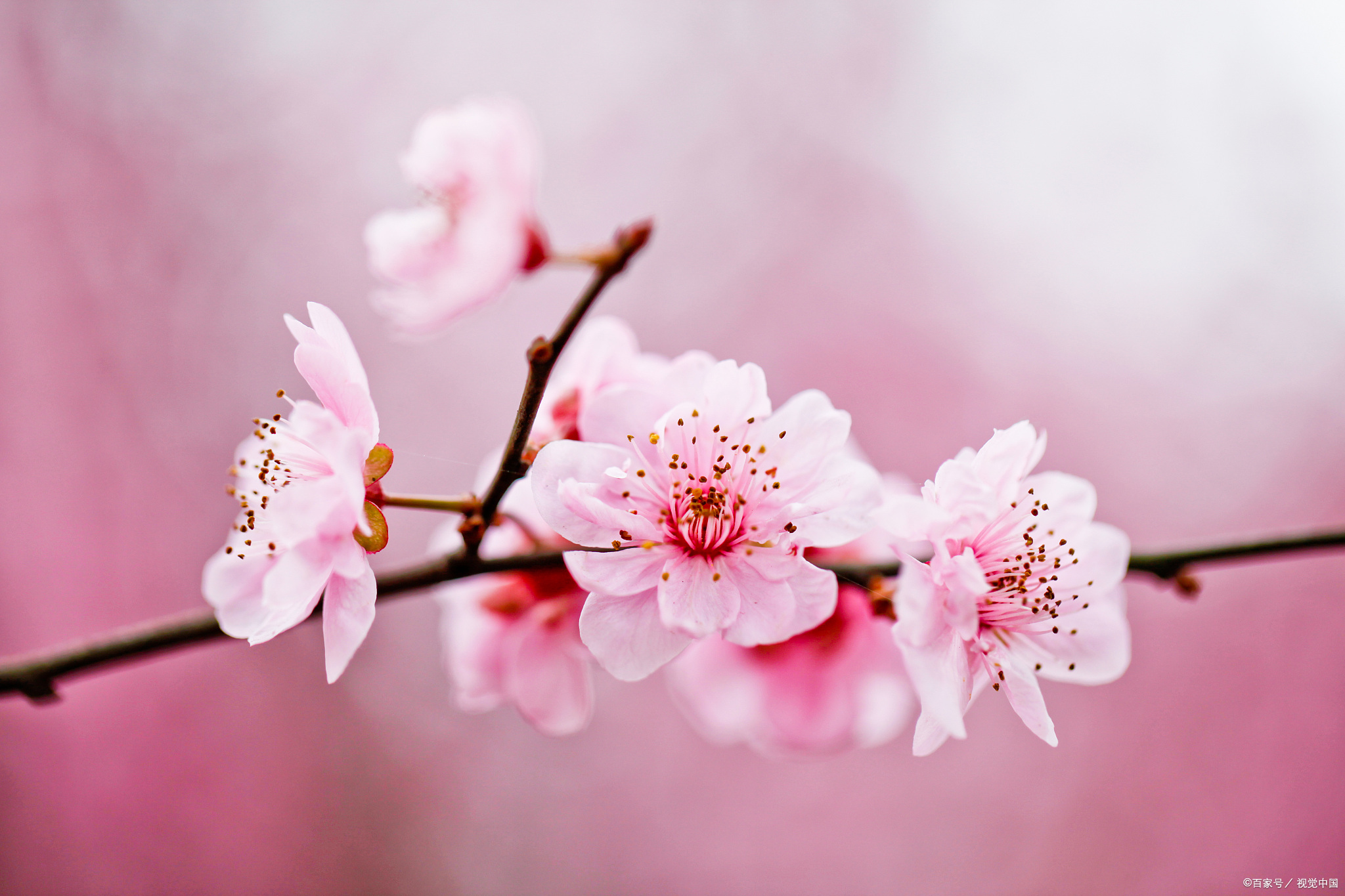 十二生肖何時成婚有利?每個生肖有3個理想正緣,這樣搭配佳!