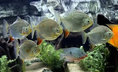 魚缸裡放硬幣,就能提升財運?