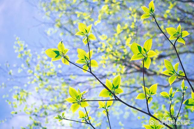 立春至丨癸卯黑兔拉開帷幕,你做好准備了嗎?