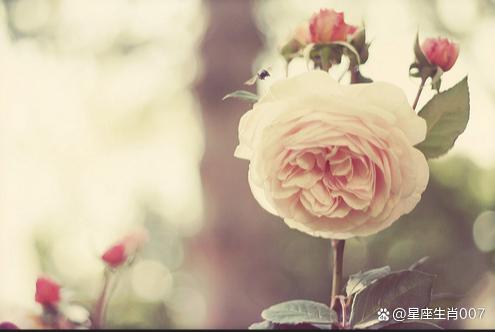 手把手教你調教MV高卻不懂得談戀愛的男生