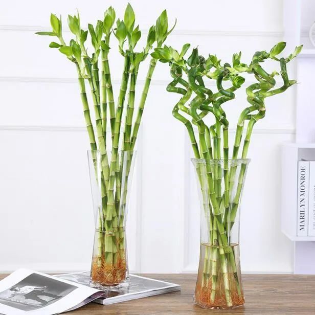 風水說：大象擺件讓您順風順水