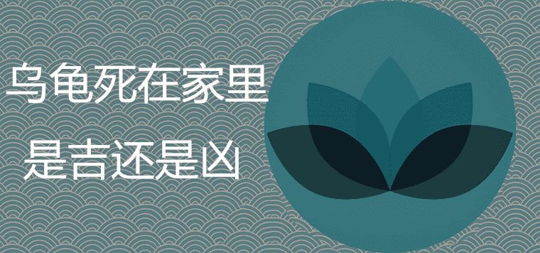 烏龜死在家裡是吉是凶 有哪些風水注意事項