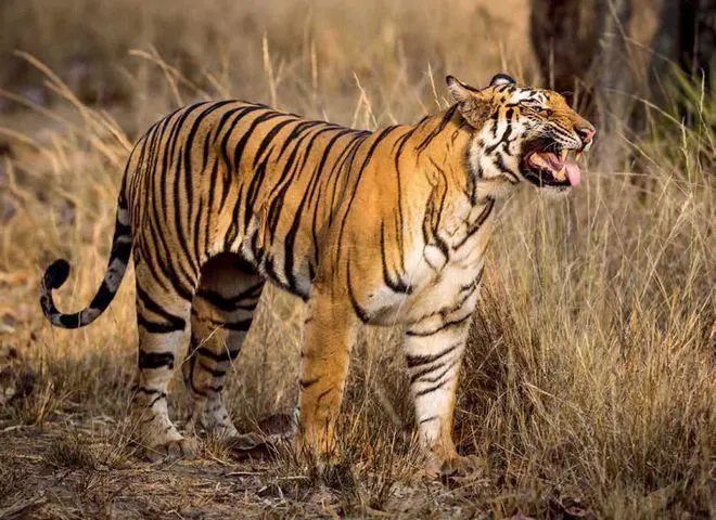 明天開始，屬虎人在財氣層面會傳出佷多喜報，有望得到晉升的機遇！