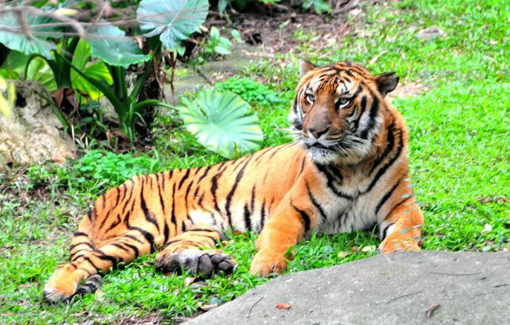 干勁十足的生肖虎，2月中旬財運大旺，富貴當頭，前途一片光明！