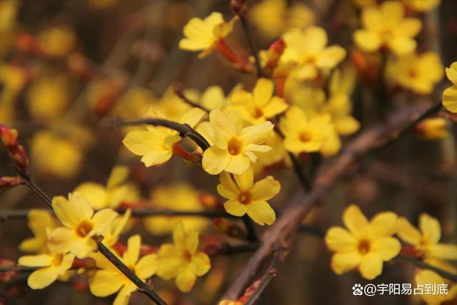 立春至丨癸卯黑兔拉開帷幕,你做好准備了嗎?