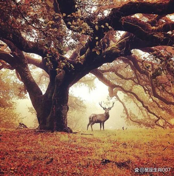 婆婆半夜摸進我們房間，梟神奪食妨婚，難幸福