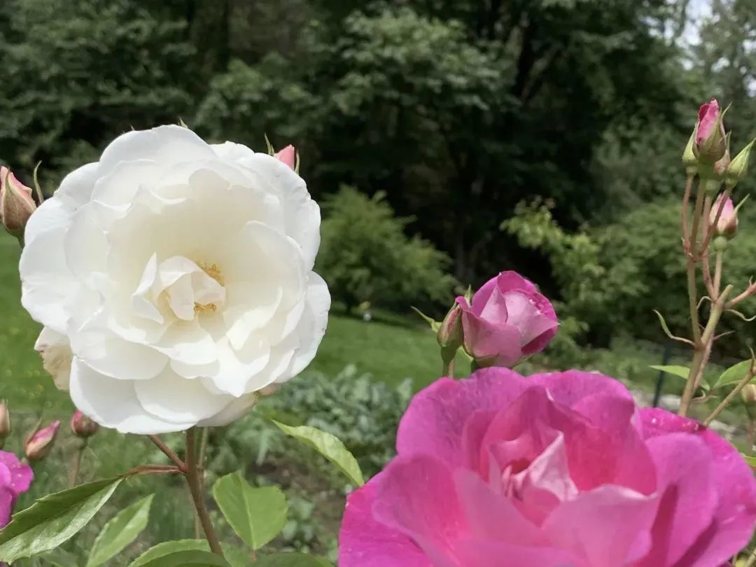 俗語「葫蘆壓窗檯，財源滾滾來」，葫蘆寓意很吉利，福氣藏不住