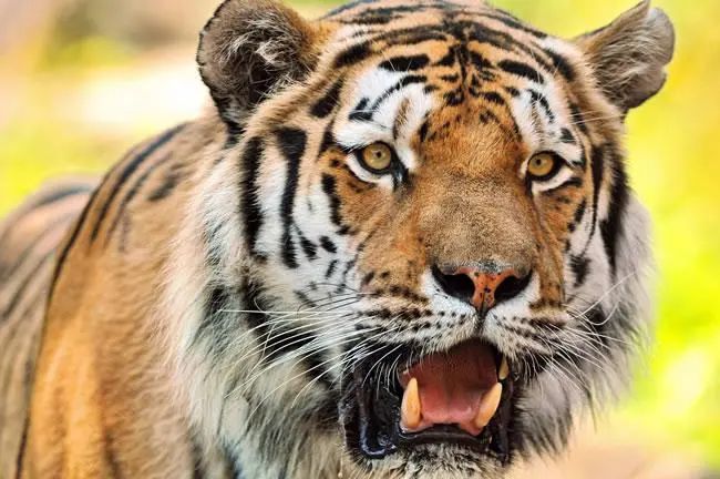 2月上旬起，生肖虎將得到扭轉乾坤的機緣，事業步步高升、正財大賺！