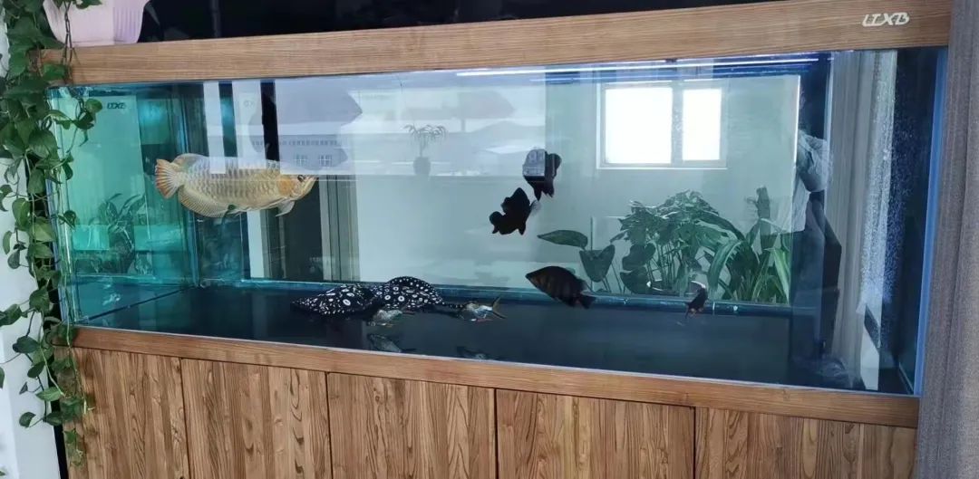 家裡放魚缸，四大好處不請自來