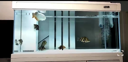 家裡放魚缸，四大好處不請自來