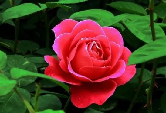 最「惹不起」的四大生肖，本月時來運轉，鴻運當頭，財運爆棚！