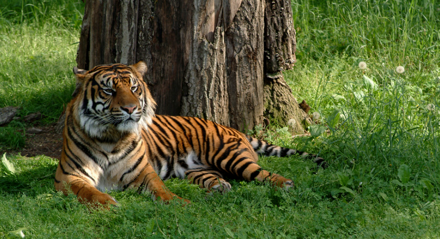 【生肖解惑】屬虎的人在幾點出生有福氣命又好？