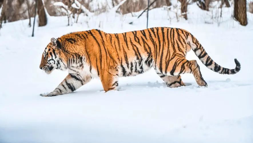 2月2號開始，屬虎人不管是在事業上還是財運上，你們的機會都比別人多！