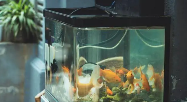 魚缸擺放的注意事項，「不近神，不靠背」，記好了！