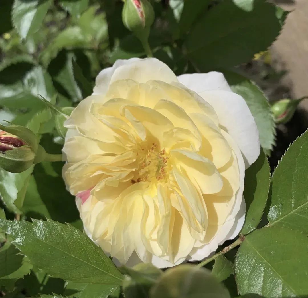 俗語「葫蘆壓窗檯，財源滾滾來」，葫蘆寓意很吉利，福氣藏不住