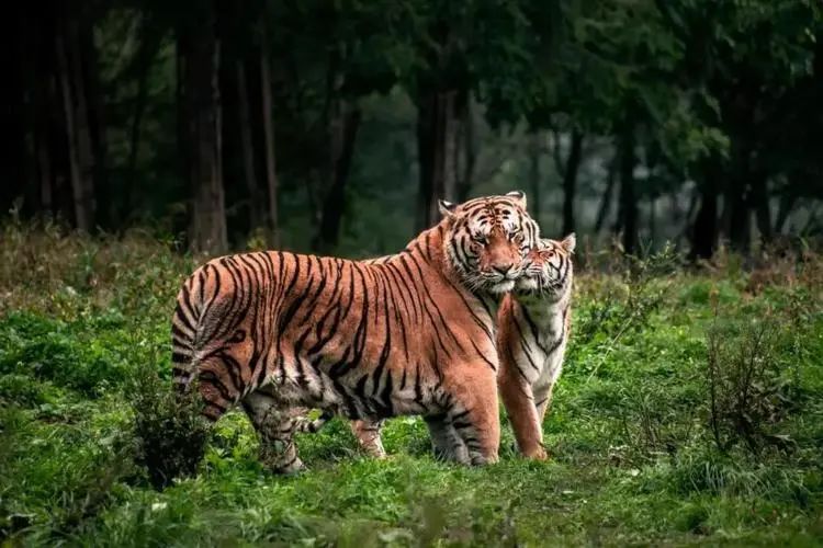 2月上旬，屬虎人將會有望偏財橫生，財多福旺，富貴上門！