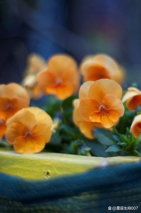 在一段美好的婚姻里是一種什麼樣的體驗