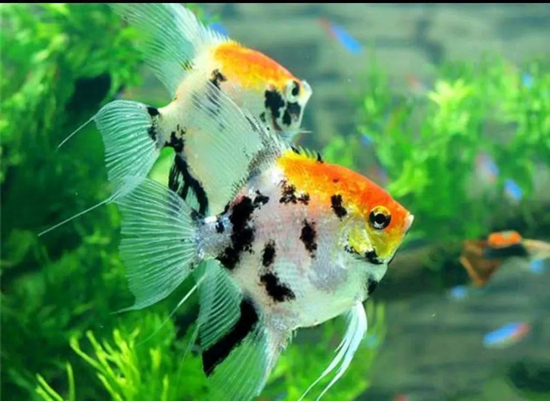 魚缸擺放的注意事項,「不近神,不靠背」,記好了!