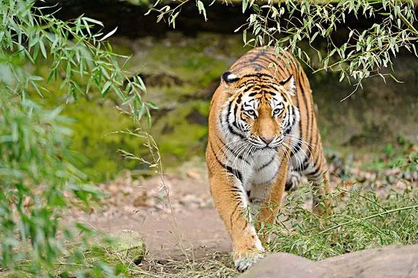 2月中旬開始，屬虎人好運難擋，做事情備受他人的信賴，幹什麼成什麼！